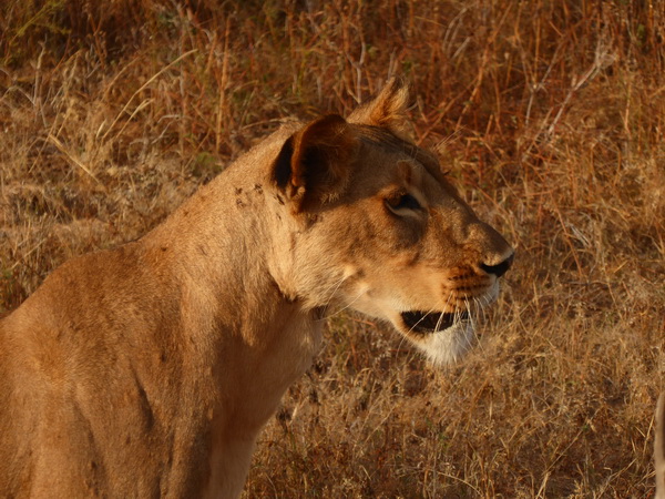 Samburu Nationalpark Simba starting to hunt