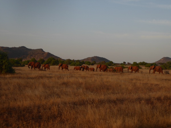 Samburu Nationalpark tembo Crossing