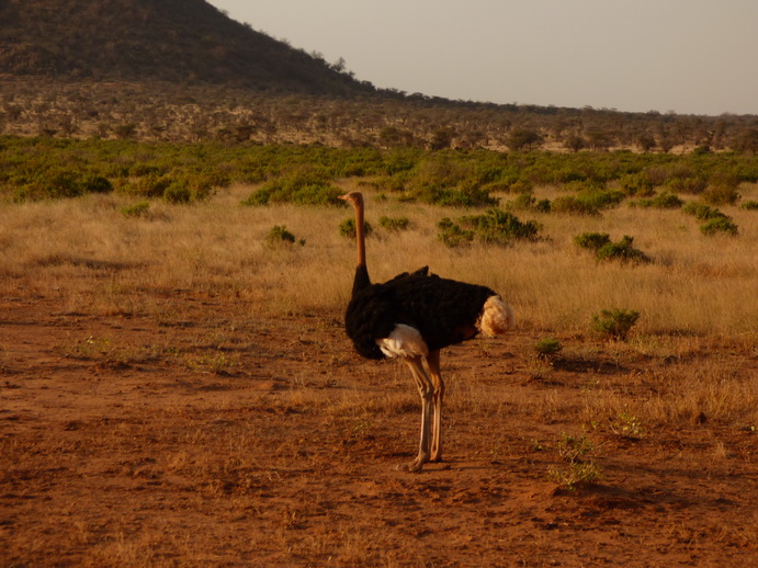 Samburu Nationalpark somali ostrich dust bathing