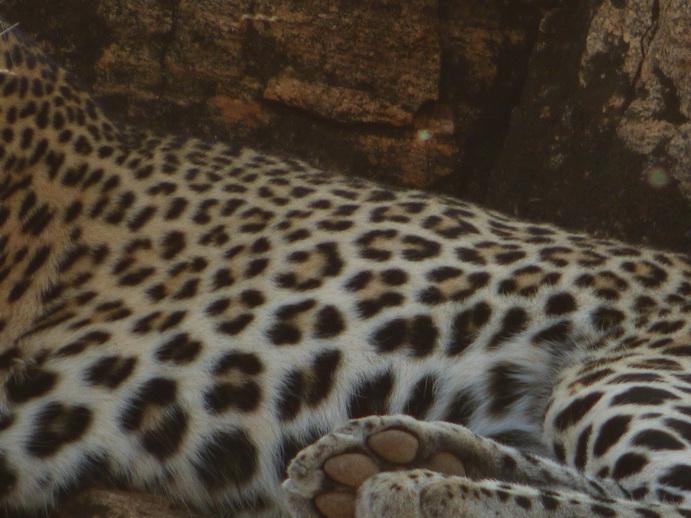 Samburu Nationalpark Chui Leopard Lepard