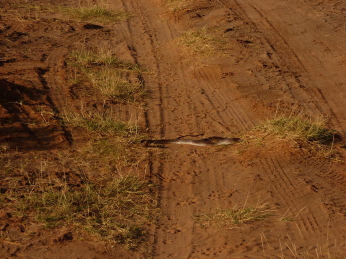   Samburu NationalparkSamburu Nationalpark black mamba snake very poisenessSamburu Nationalpark black mamba snake very poiseness