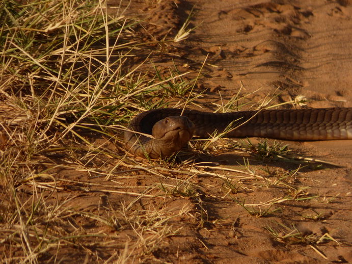   Samburu NationalparkSamburu Nationalpark black mamba snake very poisenessSamburu Nationalpark black mamba snake very poiseness