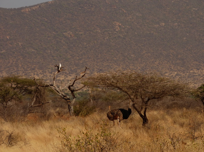 Samburu Nationalpark strauss