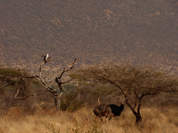 Samburu Nationalpark bateleur