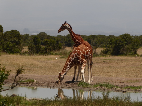 Sweetwaters  Kenia  National Park Hotel Sweetwaters Serena Camp, Mount Kenya National Park: twigga