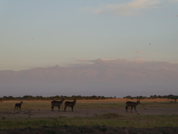Sweetwaters  Kenia  National Park Hotel Sweetwaters Serena Camp, Mount Kenya National Park Waterbock