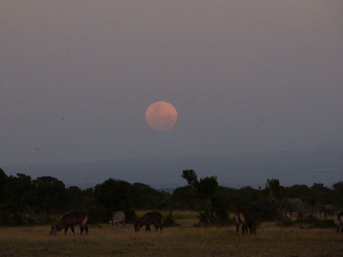 Sweetwaters  Kenia  National Park Hotel Sweetwaters Serena Camp, Mount Kenya National Park:moonrise 