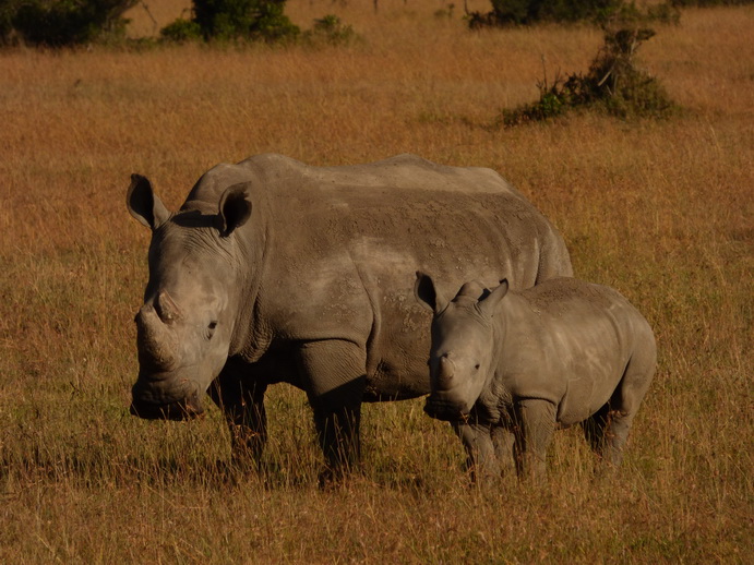   Sweetwaters  Kenia  National Park Hotel Sweetwaters Serena Camp, Mount Kenya National Park:rhino Sweetwaters  Kenia  National Park Hotel Sweetwaters Serena Camp, Mount Kenya National Park rhino: 