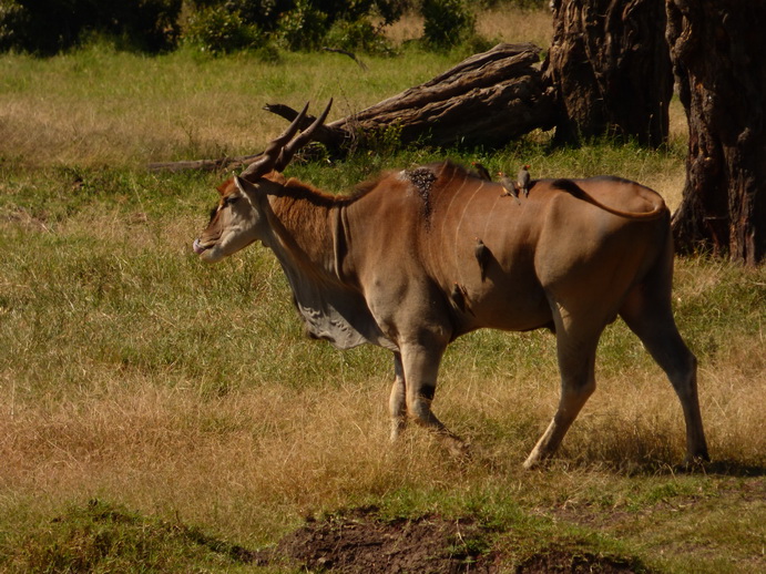 Sweetwaters  Kenia  National Park Hotel Sweetwaters Serena Camp, Mount Kenya National Park waterhole eland