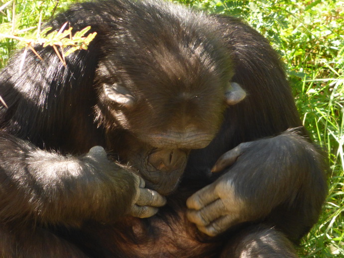 Sweetwaters  National Park Hotel Sweetwaters Serena Camp, Mount Kenya National Park chimps SChimpanse
