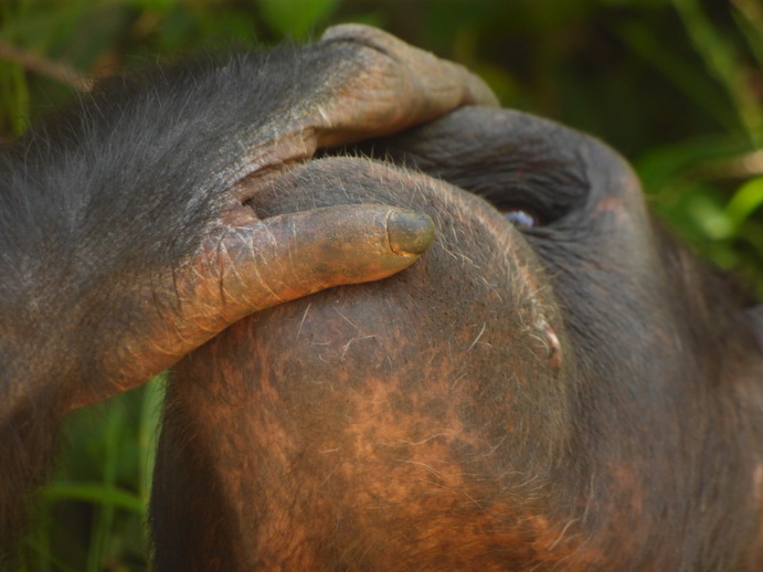 Sweetwaters  National Park Hotel Sweetwaters Serena Camp, Mount Kenya National Park chimps SChimpanse