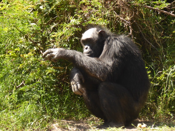   Sweetwaters  National Park Hotel Sweetwaters Serena Camp, Mount Kenya National Park chimps SChimpansen 