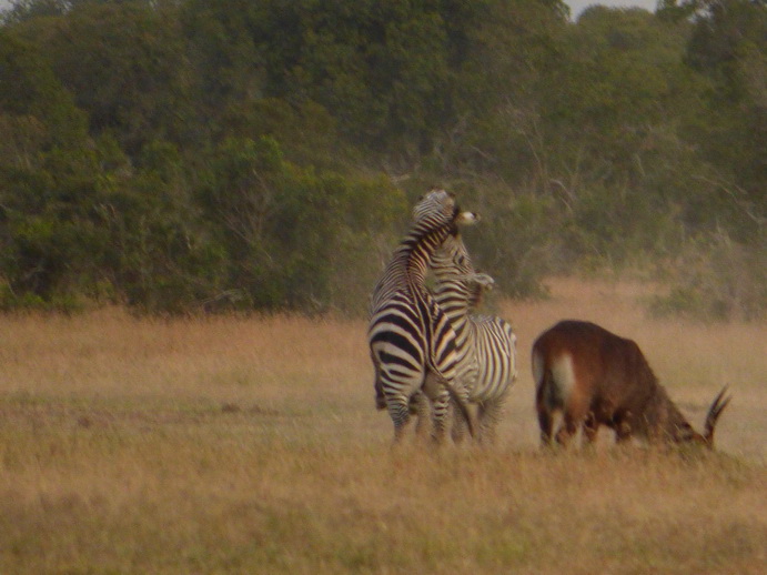 fighting zebra