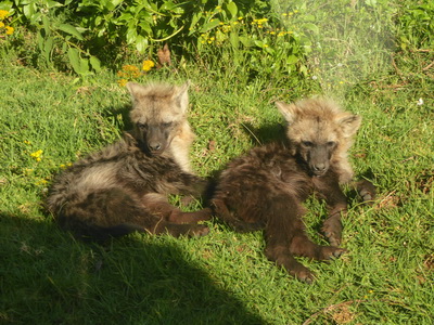 berdare National ParkThe Ark Hyäne Hyena Fisi