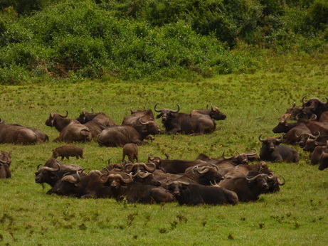 Buffalo  The Ark  in Kenia Aberdare National ParkThe Ark  in Kenia Aberdare National Park