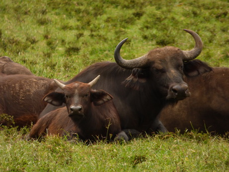 Buffalo  The Ark  in Kenia Aberdare National ParkThe Ark  in Kenia Aberdare National Park