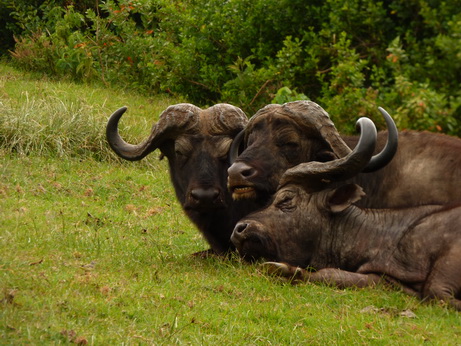 The Ark  in Kenia Aberdare National Park Buffalobrothers in arms
