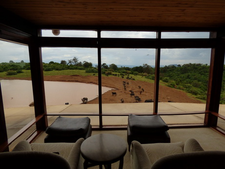 The Ark  in Kenia Aberdare National Park  Büffel