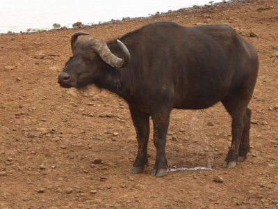Buffalo  The Ark  in Kenia Aberdare National Park