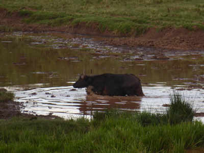 Buffalo  The Ark  in Kenia Aberdare National Park