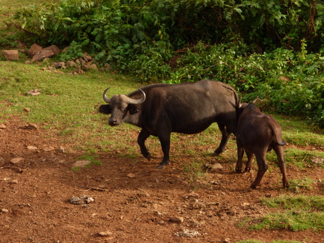 The Ark  in Kenia Aberdare National Park Kaffernbüffel