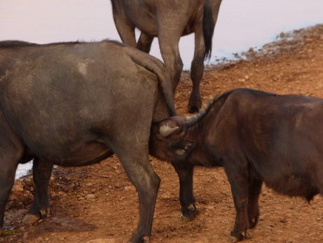 The Ark  in Kenia Aberdare National Park Buffalo Drinking 