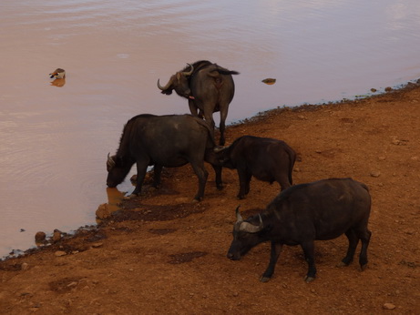 The Ark  in Kenia Aberdare National Park Buffalo Drinking 