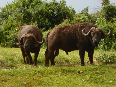 The Ark  in Kenia Aberdare National Park Buffalo Drinking The Ark  in Kenia Aberdare National Park