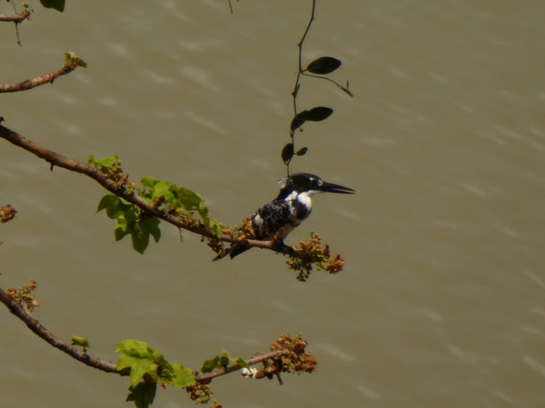  Kenia  Lake Baringo Island Camp Kingfisher spotted