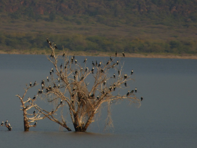  Kenia  Lake Baringo Island Camp tree of
