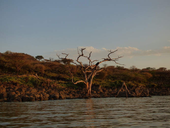  Kenia  Lake Baringo Island Camp Fisheageltree