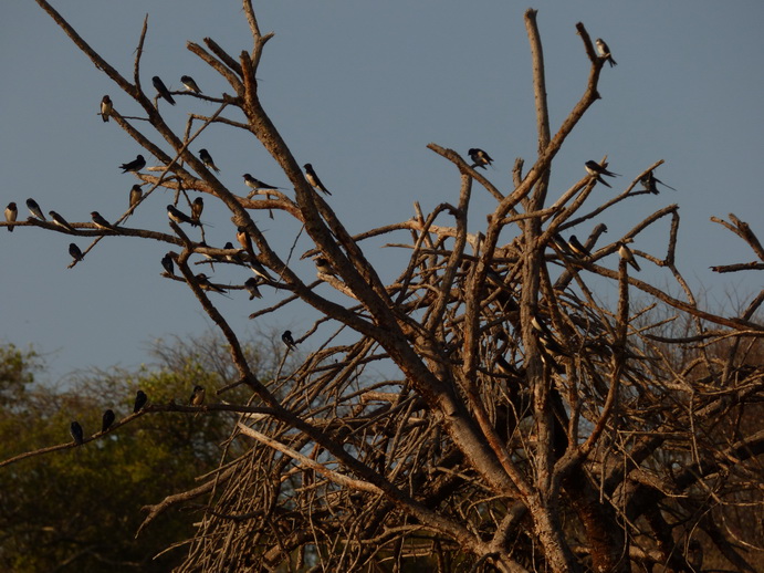  Kenia  Lake Baringo swallows