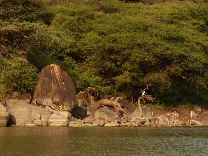  Kenia  Lake Baringo Kormoran