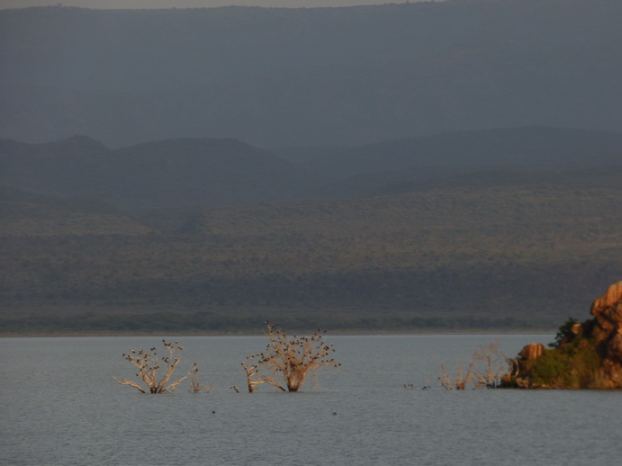  Kenia  Lake Baringo Island Cormorantree at the Evening Nightplace