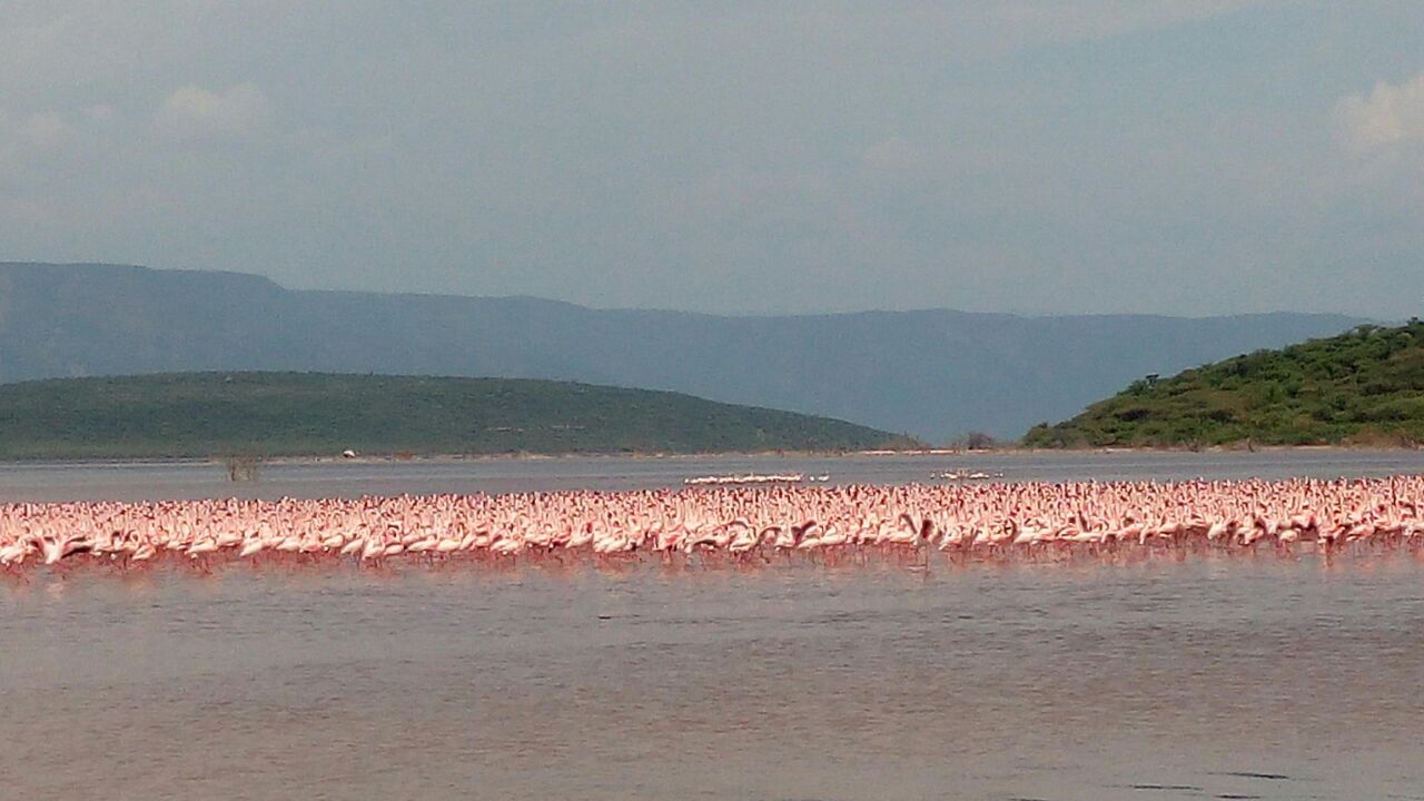 flamingos-lake-bogoria-July-2016