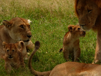 Masai Mara  Simba Löwe Löwen Löwin Löwenjunge