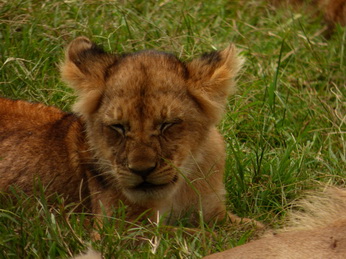 Masai Mara  Simba Löwe Löwen Löwin Löwenjunge