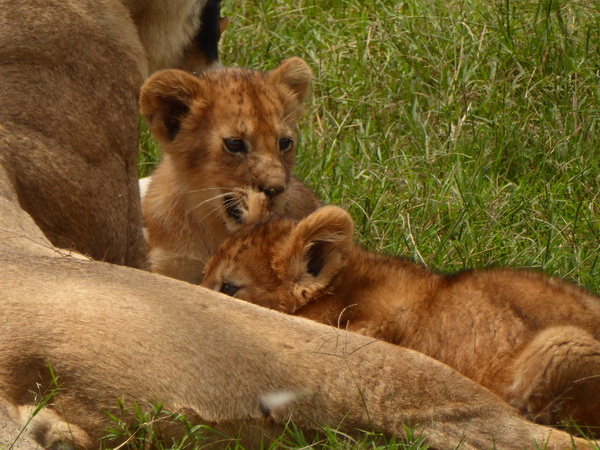   Masai Mara  Simba Löwe Löwen Löwin LöwenjungeMasai Mara  Simba Löwe Löwen Löwin Löwenjunge