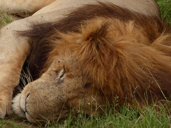   Masai Mara  Simba Löwe Löwen Löwin LöwenjungeMasai Mara  Simba Löwe Löwen Löwin Löwenjunge