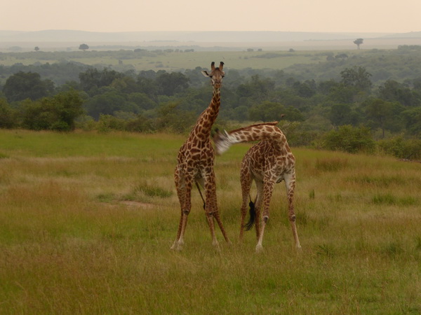   Masai Mara  Twigga Giraffe Masai Mara   Masai Mara  Twigga Giraffe 