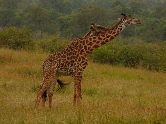 Masai Mara   Masai Mara  Twigga Giraffe 
