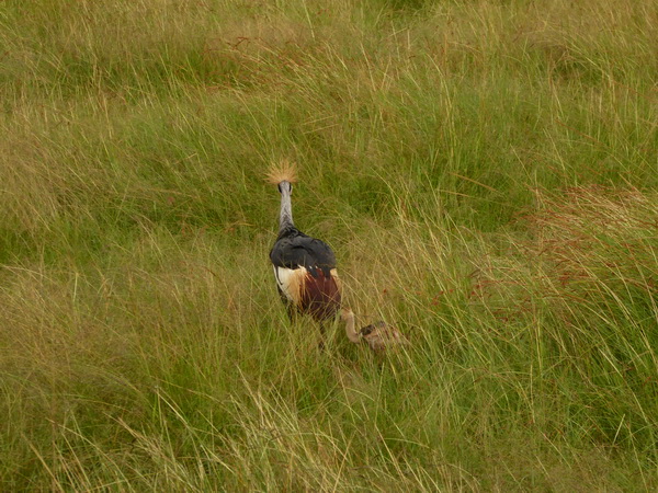   Masai Mara  Kronenkranich Crowne CraneMasai Mara  Kronenkranich Crowne Crane