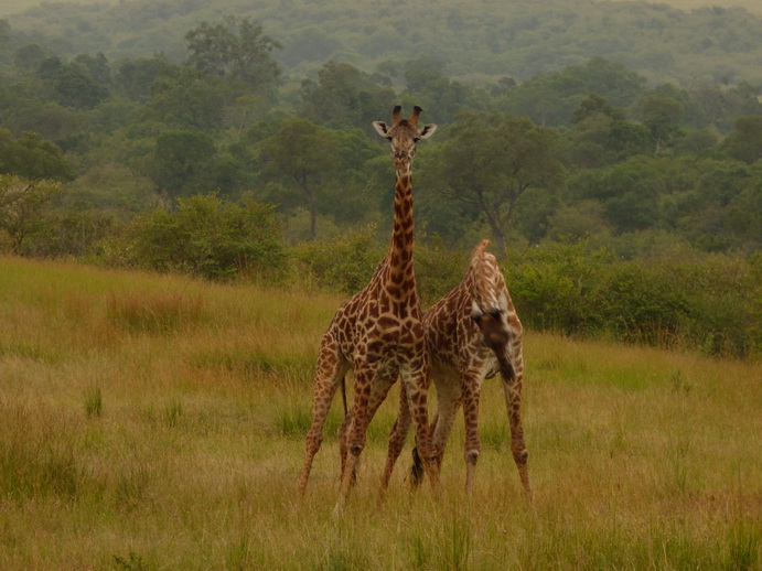 Masai Mara   Masai Mara  Twigga Giraffe 