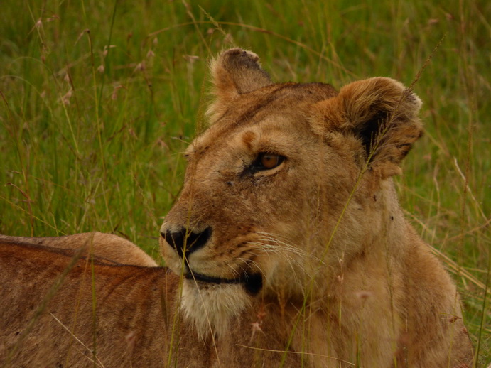 simbamama,lioness