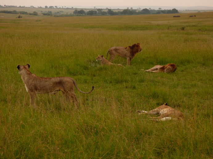 simbamama,lioness