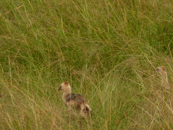   Masai Mara  Kronenkranich Crowne CraneMasai Mara  Kronenkranich Crowne Crane