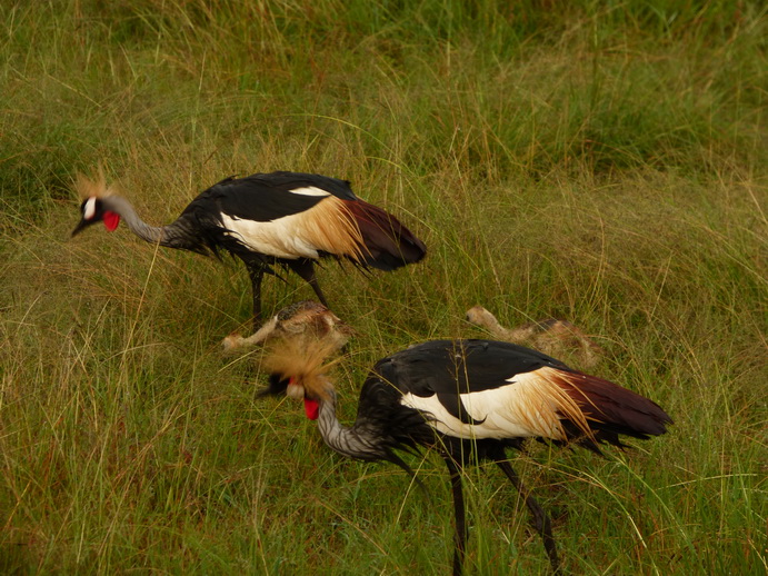 Masai Mara  Kronenkranich Crowne Crane