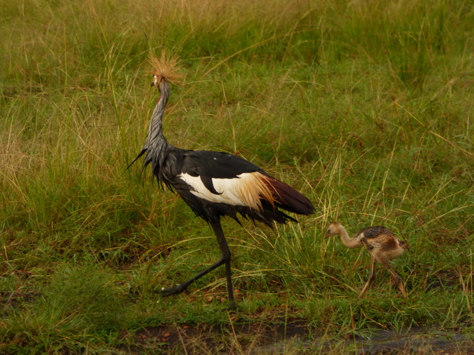 Masai Mara  Kronenkranich Crowne Crane
