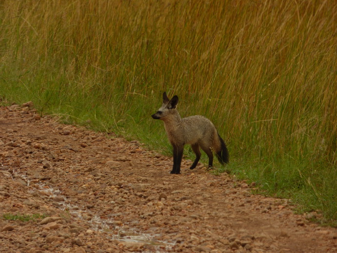 Masai Mara  Bat Eared Fox Löffelhund 