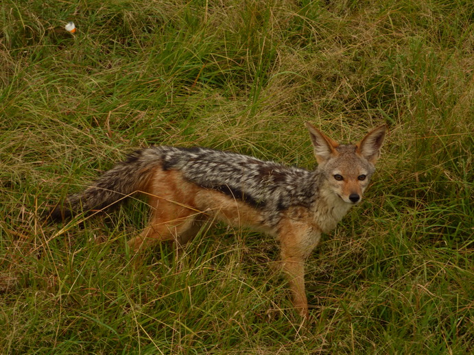   Masai Mara  Masai Mara  Schakal Jackal Masai Mara  Bat Eared Fox Löffelhund 